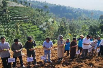 Petani  Temanggung tanam tembakau bersama