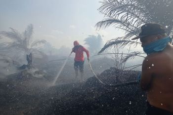 50 hektare lahan di Bengkalis Riau terbakar
