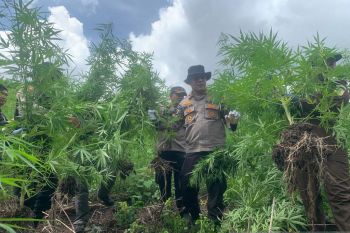 Polresta musnahkan 450 batang pohon ganja siap panen di pegunungan Aceh Besar