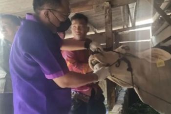 Pemkot Bandarlampung ajukan 1.000 dosis vaksin LSD