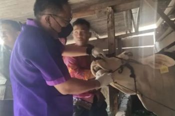Pemkot Bandarlampung ajukan permintaan 1.000 dosis vaksin LSD