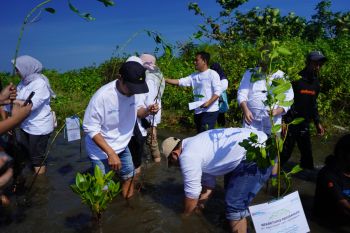 SPJM Pelindo gandeng sejumlah komunitas tanam mangrove di Pantai Pokko
