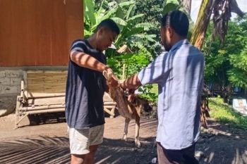 Pemkab Nagekeo vaksinasi 1.934 HPR cegah rabies