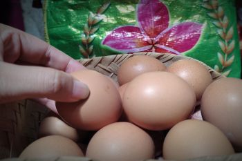 Stok telur di Lampung cukup meski harga naik