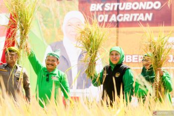 Khofifah dan Bupati Situbondo panen perdana padi BK 01 dan 02