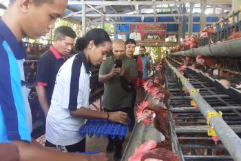 Harga telur ayam di Biak Numfor masih stabil Rp65 ribu/rak