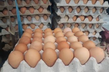 Pemkot Jayapura sebut harga telur ayam lokal di Pasar Youtefa tetap stabil