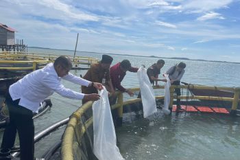 BPBL Batam dampingi pengembangan budidaya ikan bawal di Bintan