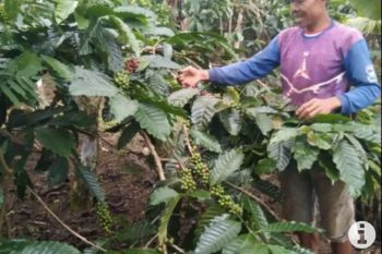 Pemkab Pesisir Barat sebut harga biji kopi capai Rp27 ribu per kilogram