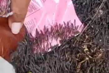 Jutaan udang laut masuk permukiman warga Gorontalo Utara