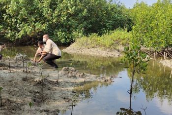 Pemprov Lampung dukung rehabilitasi mangrove jaga kelestarian ekosistem