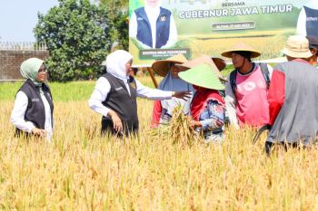 Khofifah sebut Biosaka jadikan beras lebih punel