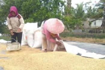 Agen sebut pelarangan gabah keluar Lampung merugikan