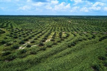 Apkasindo sebut kemitraan jadi kunci petani tingkatkan produktivitas sawit