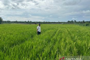 Pemkab Pasaman Barat mencatat belum ada sawah kekeringan akibat el nino