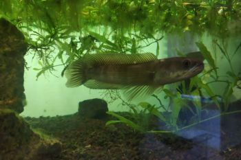 Ikan hias alam asal Kalimantan Tengah tembus pasar ASEAN