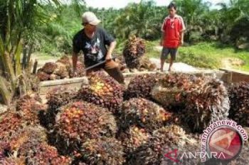 Perlu kemandirian petani sawit agar tak tergantung industri besar