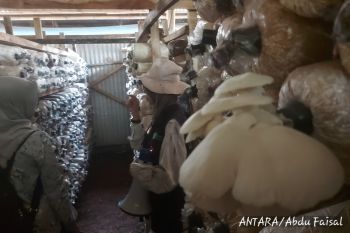 Memberdayakan usaha sentra jamur di Batang Jateng