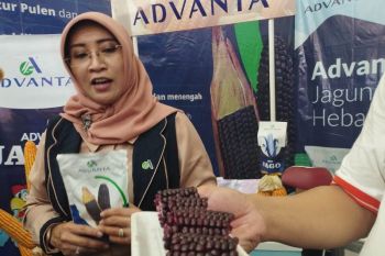 Advanta kembangkan jagung ketan ungu varietas unggul