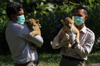 Two Bengal tiger cubs at Bandung Zoo die of panleukopenia