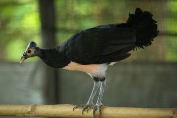 Melihat lebih dekat Pusat Konservasi Eksitu Maleo PT Donggi-Senoro LNG