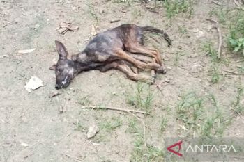Sebanyak 46 orang terinfeksi anjing rabies, satu meninggal di TTS