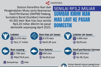 Senilai Rp3,2 miliar Sumbar kirim ikan hias laut ke pasar domestik