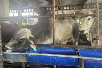 10 ekor sapi masuk secara ilegal ke Batam