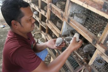 Budi daya landak mini di Malang