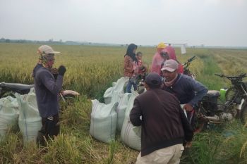 Akademisi sebut larangan gabah keluar Lampung tak sesuai UU Pangan