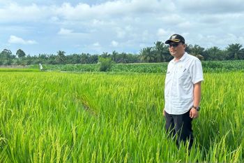 Pemkab Pasaman Barat jaga ketahanan pangan dengan melindungi alih fungsi lahan sawah
