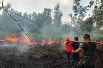 Petugas BNPB berusaha padamkan kebakaran lahan di Barito Selatan