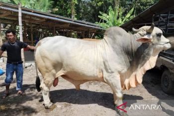 Pemprov Sumbar perkirakan jumlah hewan kurban naik 10 persen tahun ini