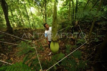 Perlindungan Amorphophallus di Taman Puspa Langka