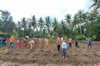 Dinas Pertanian Kulon Progo giatkan kembali penanaman Koro Pedang