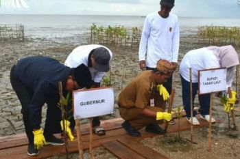 Pemprov Kalsel tanam 7.000 bibit mangrove di pesisir pantai Desa Sungai Bakau