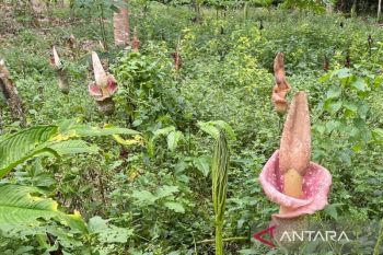KLHK canangkan sektor kehutanan jadi penyeimbang emisi karbon sektor energi