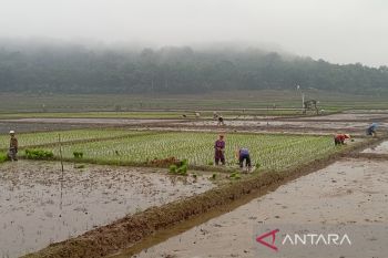Banyumas minta penyuluh pantau kondisi pertanian antisipasi kekeringan