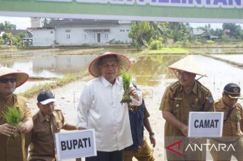 Pemkab Pasaman Barat lakukan gerakan serentak penanaman padi