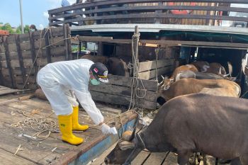 Natuna pasok sapi kurban untuk wilayah Kepri