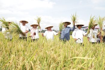 Pemkab Sleman dukung budi daya padi beras merah