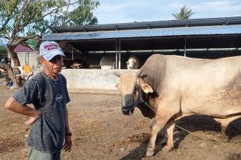 Provinsi Sulteng dapat satu ekor sapi kurban dari Presiden
