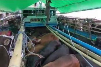 Siapkan 3.138 sapi kebutuhan Idul Adha di Kalimantan