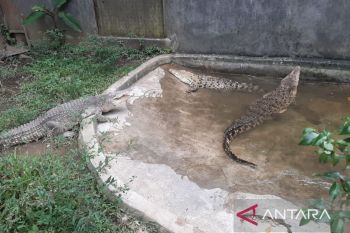 Buaya Ciamis dan Cirebon pindah ke Taman Safari Bogor