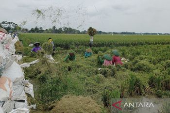 Banjarnegara optimistis stok pangan masih terjaga meski musim kemarau