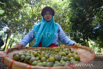 Liki Macadamia kini turut jadi penunjang bisnis Mitra Kerinci
