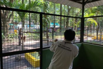 Manajemen KBS tunggu informasi vaksinasi "booster" LSD dari DKPP