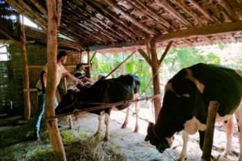 Pemkab Pasuruan vaksinasi sapi ternak antisipasi penyakit LSD