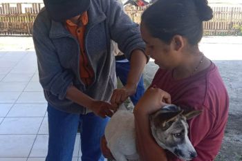 Disnak Ngada vaksinasi darurat 4.213 anjing cegah rabies