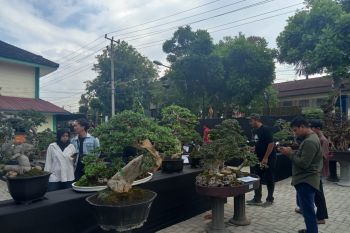Sebanyak 200 bonsai dipamerkan pada Harmoni Bonsai PPBI Metro